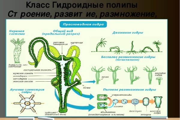 Кракен 12 сайт